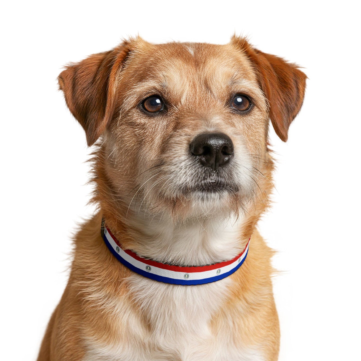 Paraguay Soccer Dog Collar — Paraguayan Flag Grid Clip-On Pet Collar, Fan Gear