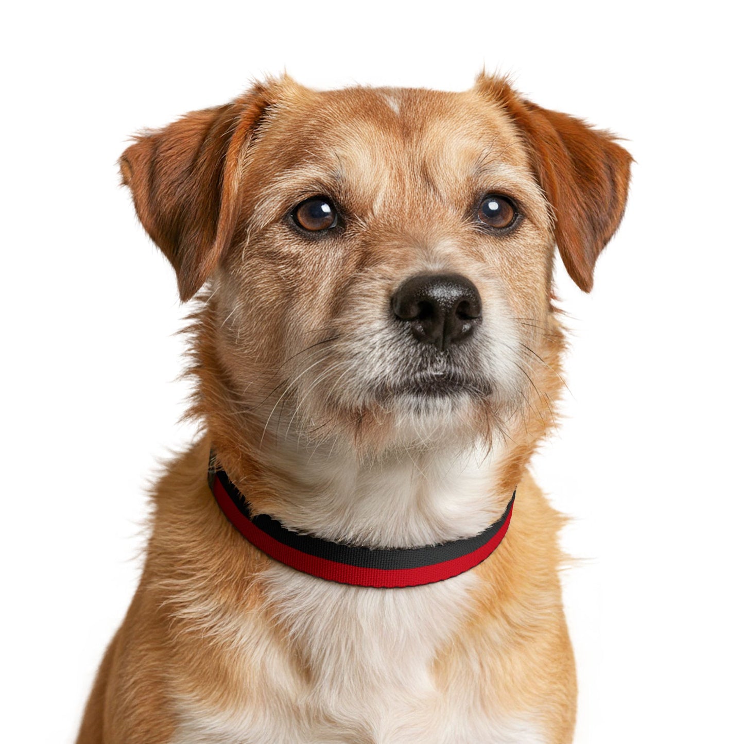 Egypt Soccer Dog Collar — Egyptian Flag Grid Clip-On Pet Collar, Fan Gear