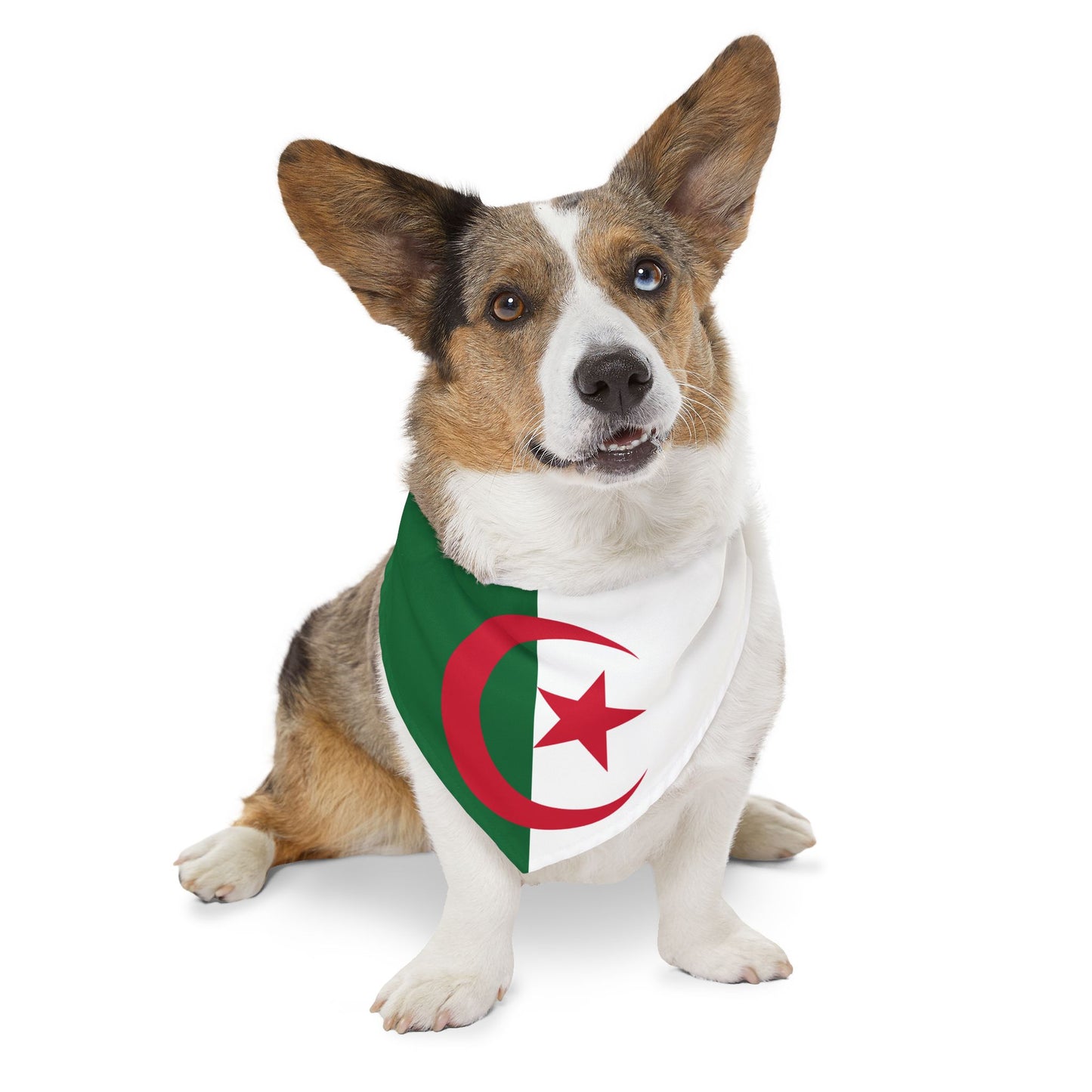 Algeria Soccer Dog Bandana — Algerian Flag Snap-On Pet Bandana, Fan Gear