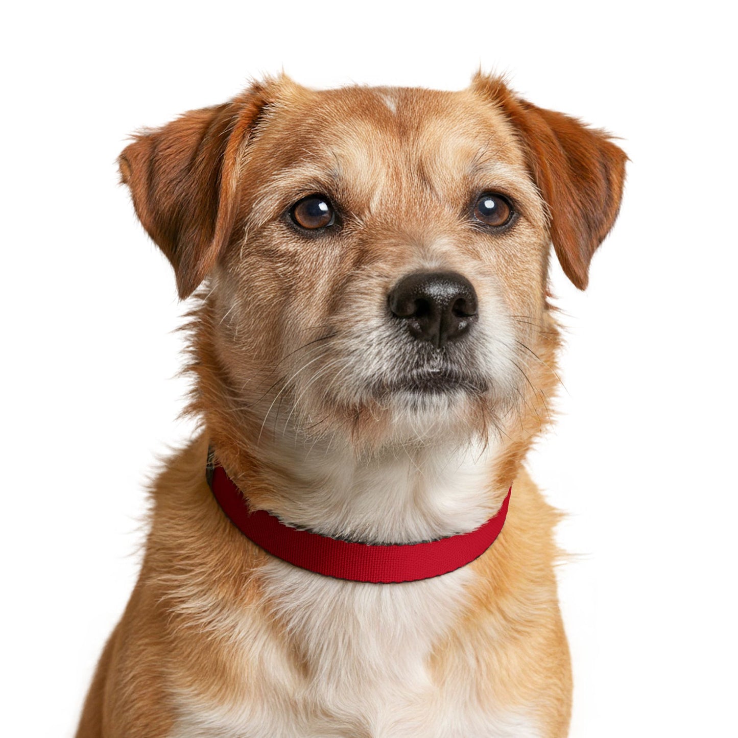 Austria Soccer Dog Collar — Austrian Flag Clip-On Pet Collar, Fan Gear