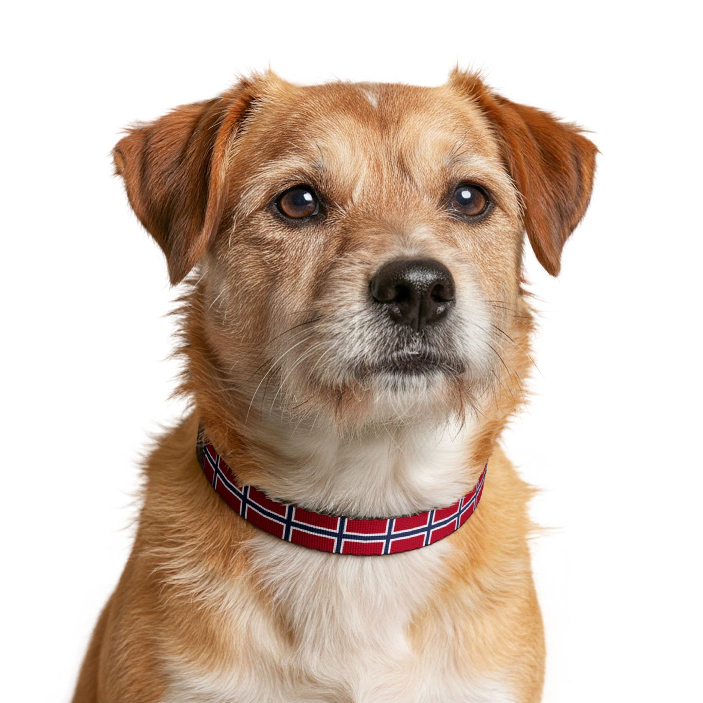 Norway Soccer Dog Collar — Norwegian Flag Grid Clip-On Pet Collar, Fan Gear