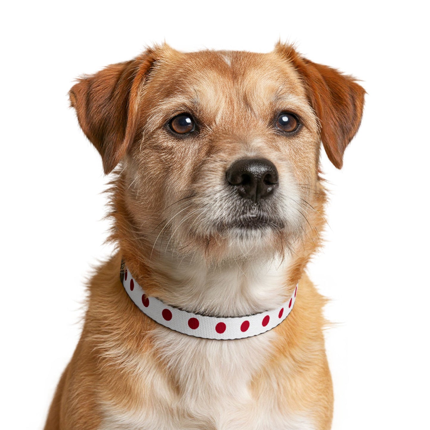 Japan Soccer Dog Collar — Japanese Flag Grid Clip-On Pet Collar, Fan Gear