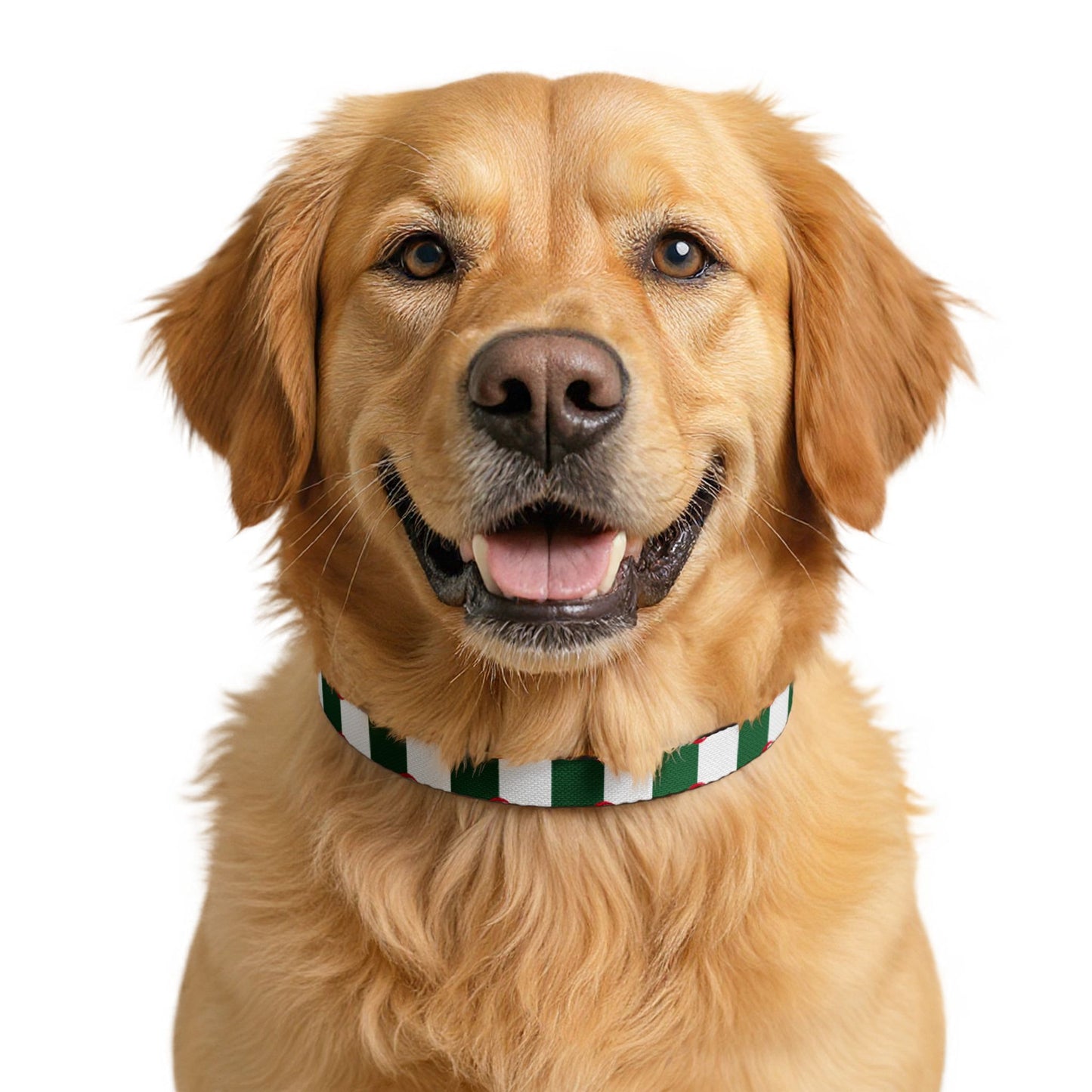 Algeria Soccer Dog Collar — Algerian Flag Clip-On Pet Collar, Fan Gear