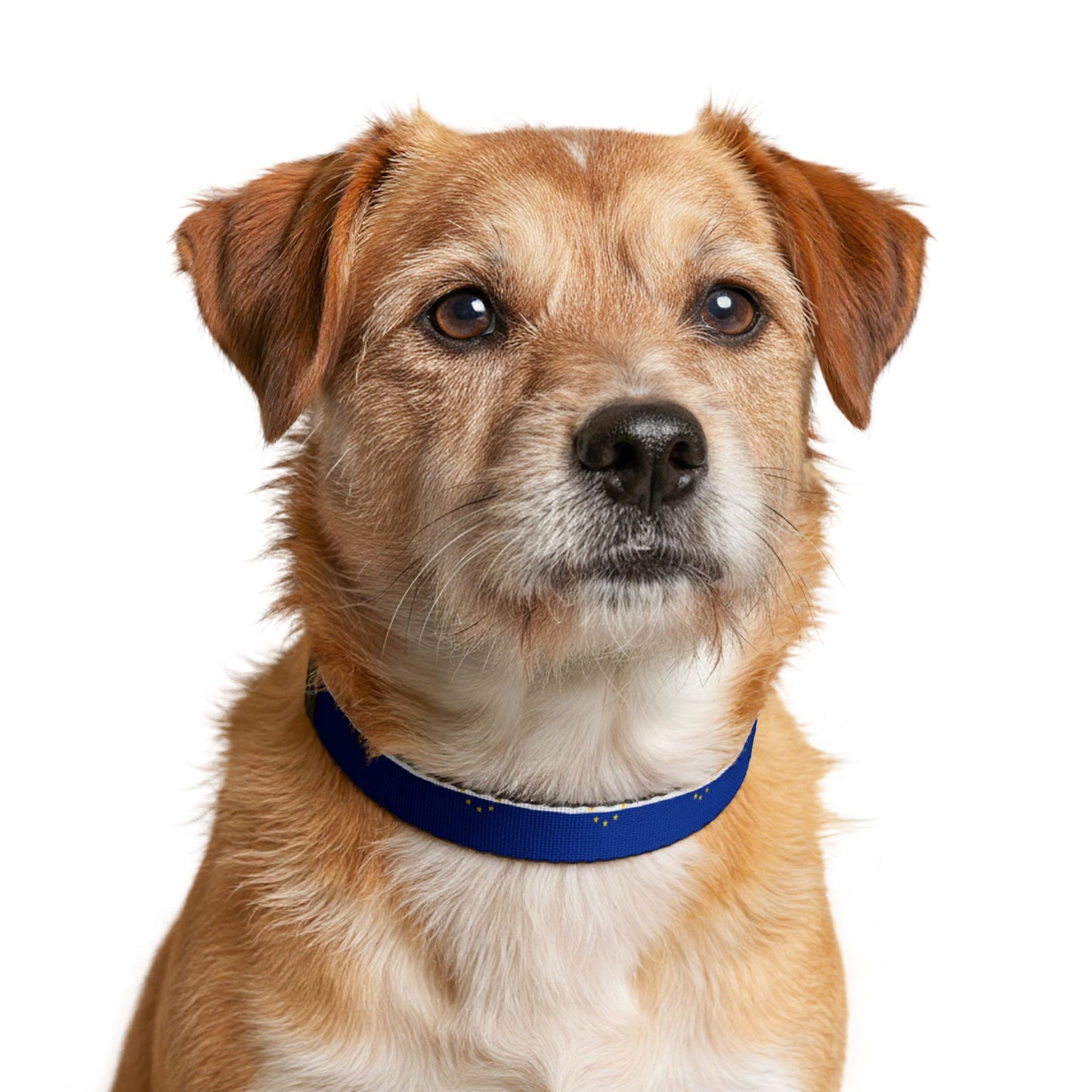 Cape Verde Soccer Dog Collar — Cape Verdean Flag Grid Clip-On Pet Collar, Fan Gear