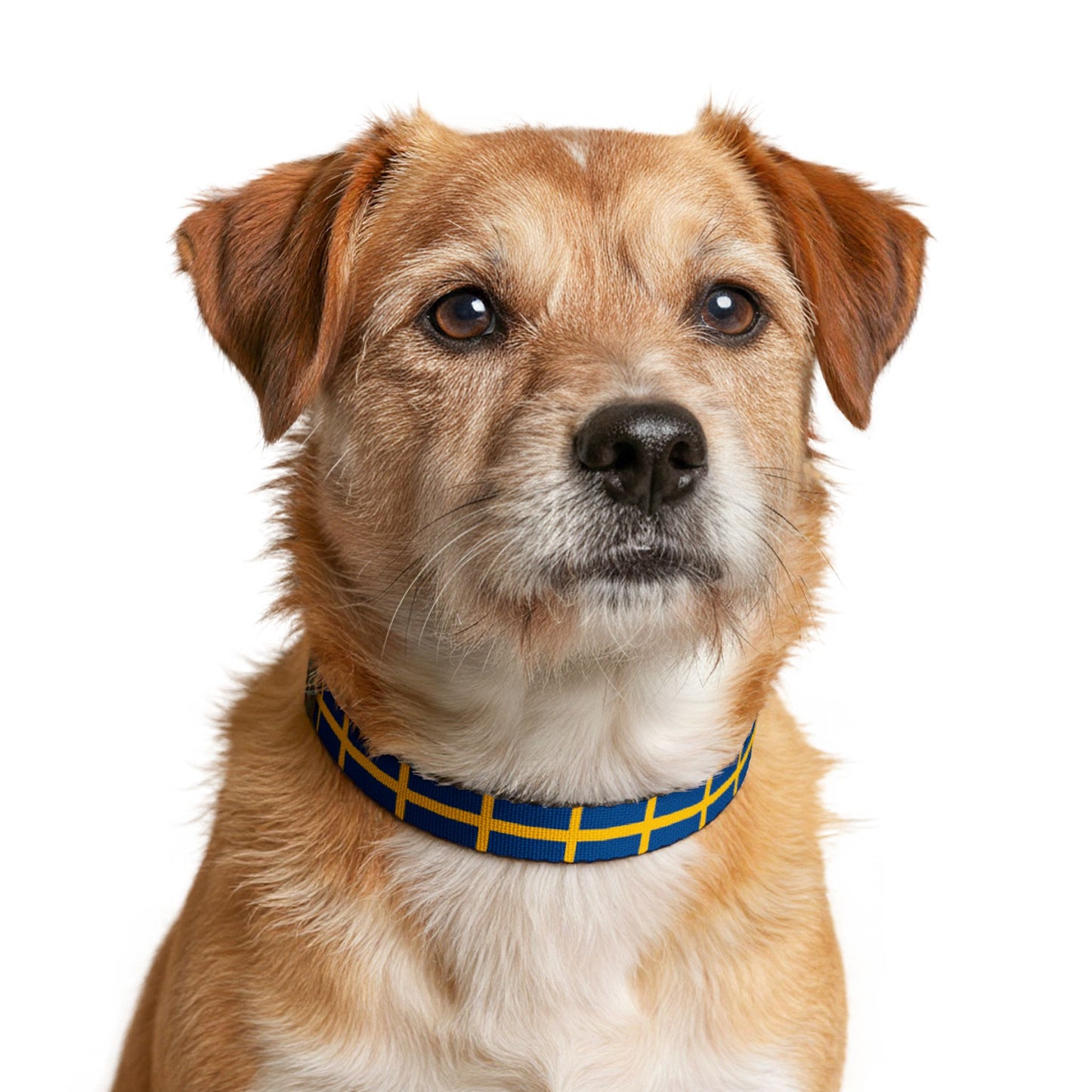 Sweden Soccer Dog Collar — Swedish Flag Grid Clip-On Pet Collar, Fan Gear