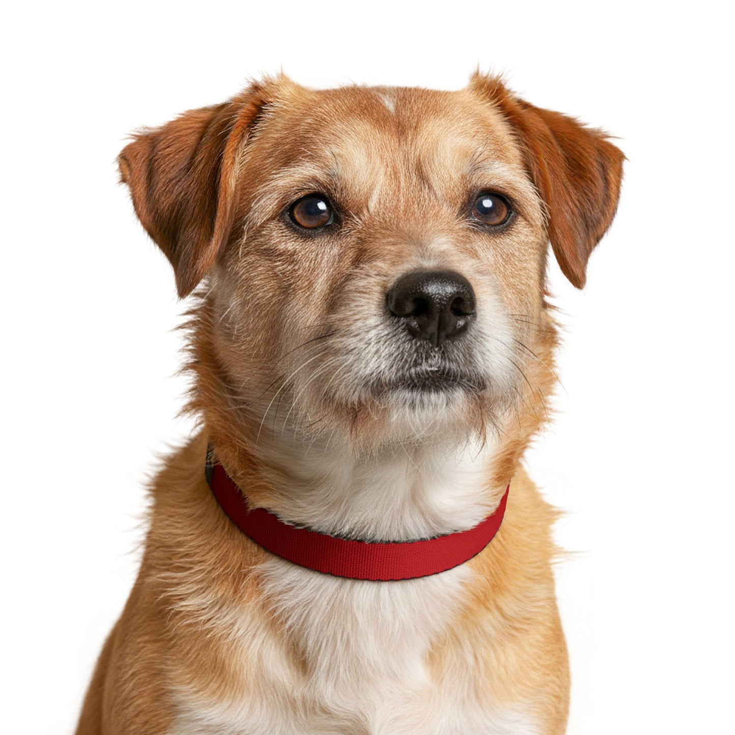 Morocco Soccer Dog Collar — Moroccan Flag Grid Clip-On Pet Collar, Fan Gear