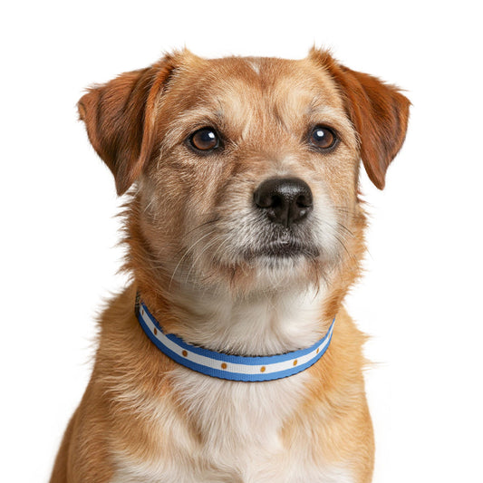 Argentina Soccer Dog Collar — Argentine Flag Grid Clip-On Pet Collar, Fan Gear