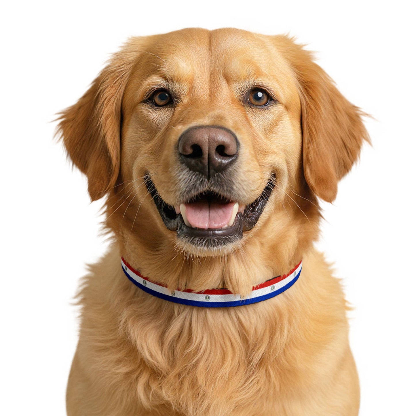 Paraguay Soccer Dog Collar — Paraguayan Flag Grid Clip-On Pet Collar, Fan Gear