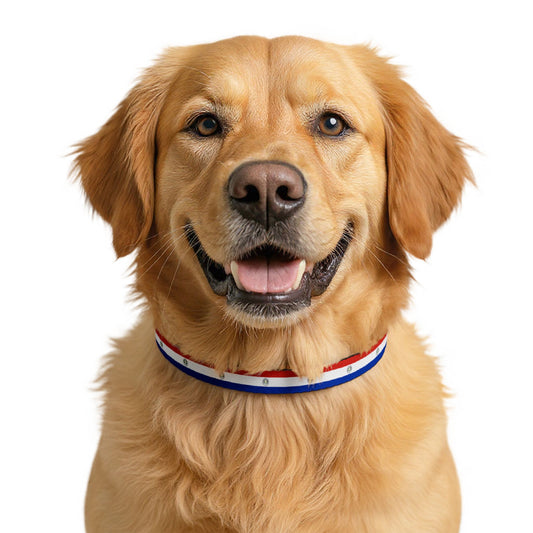 Paraguay Soccer Dog Collar — Paraguayan Flag Grid Clip-On Pet Collar, Fan Gear