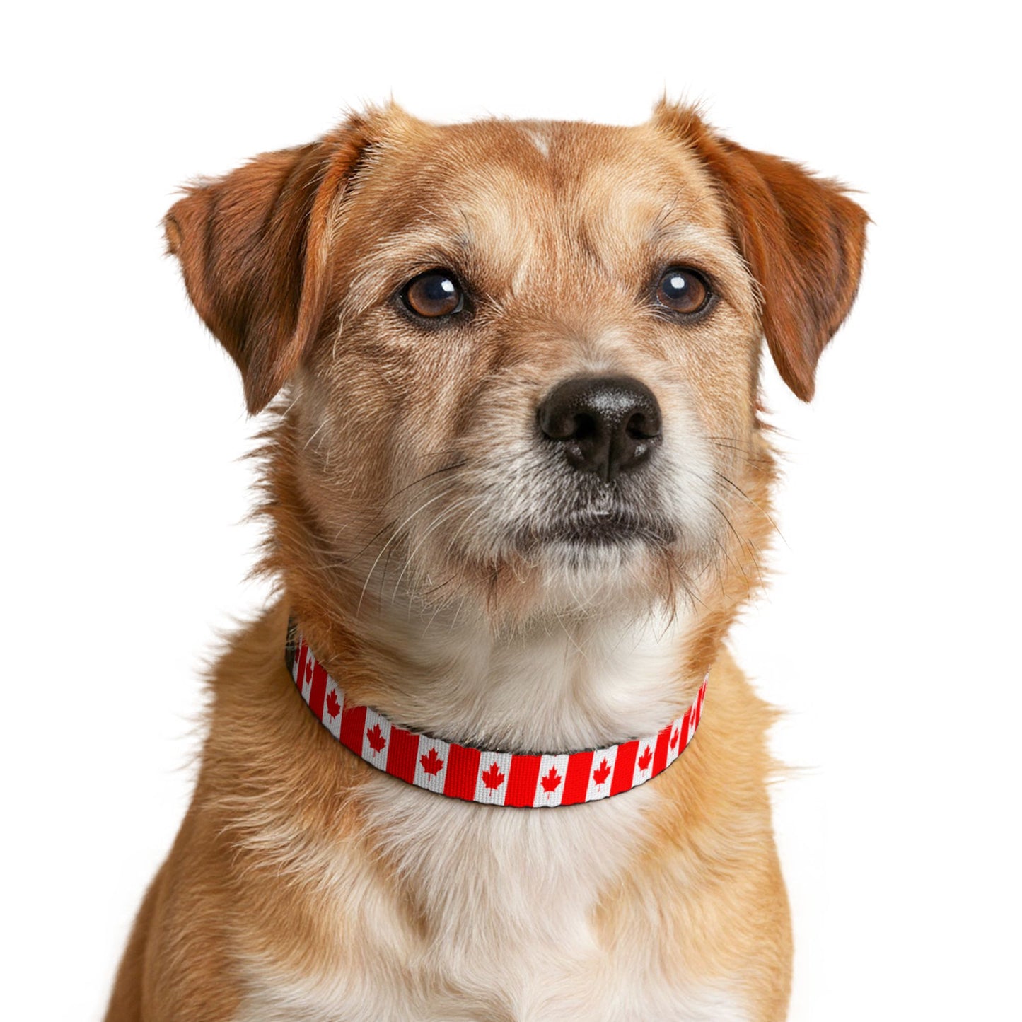 Canada Soccer Dog Collar — Canadian Flag Grid Clip-On Pet Collar, Fan Gear